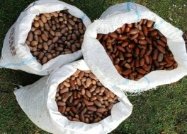 Son bir həftədə meşə fondu torpaqlarında 100 mindən çox  ağac əkildi - FOTOLAR