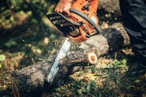 Bir neçə rayonda qanunsuz ağackəsmə ilə bağlı cinayət işi başlanıldı