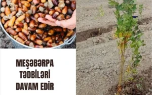 Meşə fondu torpaqlarında 25 mindən artıq ağac əkildi