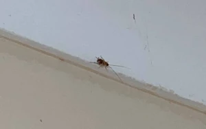 Bakıda məktəbi tarakan basıb? - RƏSMİ AÇIQLAMA