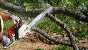 Bələdiyyə sədri meşə ağaclarını kəsdirdiyinə görə saxlanılıb? - AÇIQLAMA