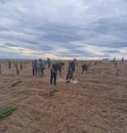 Qarabağda \"Dostluq Meşəsi\" Kompleksində ağacəkmə tədbirləri keçirilir  - FOTOLAR