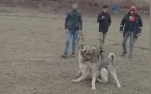 Göygöldə it döyüşdürən şəxslər həbs edildi - VİDEO