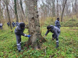 Meşələrin zərərvericilərdən qorunması istiqamətində tədbirlər həyata keçirilir