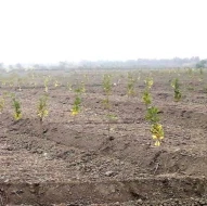 Daha 140 hektarda əkin və səpin işləri aparılacaq - İlə möhtəşəm YEKUN (FOTO)