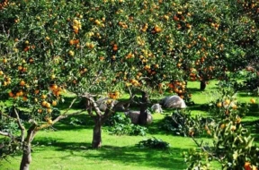 İtkin düşən qoca mandarin bağında ölü tapılıb - FOTO