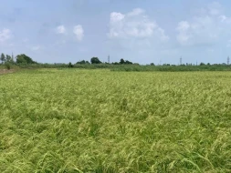 Azərbaycanda çəltikçilik sahəsində sertifikatlı toxum əldə olundu - FOTOLAR