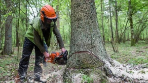 Ağacların kəsilməsi cinayət sayılmayacaq - YENİ QƏRAR