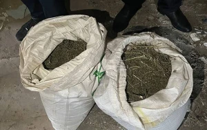 Bakı sakinindən 20 kiloqrama yaxın marixuana aşkarlandı