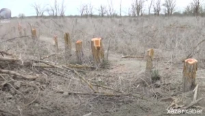 Bərdədə 5 hektar ərazinin ağacları kəsildi - Araşdırma başladı (VİDEO)