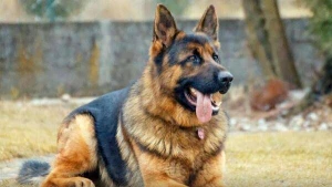 Azərbaycanda fantastik qiymətə it satılır - FOTO