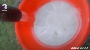 Şəkinin bu kəndinə gələn içməli suyun içindən qurd çıxır - VİDEO