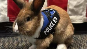 Polis qüvvəsinin yeni üzvü: Dovşan polis - FOTO