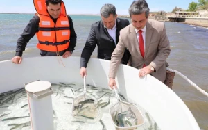 Xəzərə qızılbalıq körpələri buraxıldı