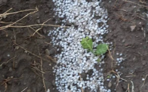 Şəkidə dolu bir sıra fəsadlar törətdi - FOTO