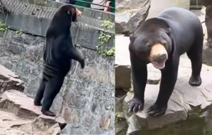 Zooparkdakı ayı görənləri heyrətə gətirdi: Həqiqətən ayıdır, yoxsa insan? - FOTO