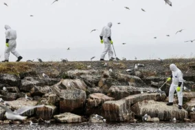 Avropada quş qripi panikası: Bu ölkədə 50 min heyvan məhv ediləcək