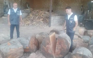Qanunsuz əldə edilmiş meşə materialı aşkarlandı - FOTOLAR