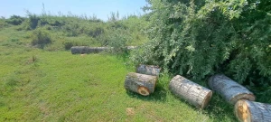 Zərdabda ağacları kəsən şəxslər SAXLANILDI - FOTO