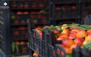 “Veysəloğlu” Şirkətlər Qrupu bölgələrdə soyuq anbarlarının sayını artırır