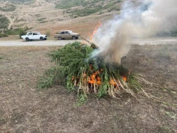 Sabirabadda 1 ton çətənə bitkisi məhv edildi