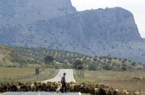 İspaniyada meşə yanğınlarının həlli üçün \"keçi\" düsturu