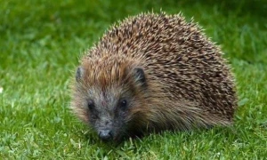 Zaqatalada kirpi ovçuları saxlanıldı - FOTO