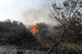 Ağsuda yanğıntörətmə faktının üstü açılıb