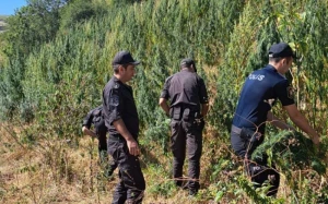 Laçında 2,6 ton çətənə məhv edildi