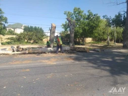 Təhlükə törədən qurumuş budaq və ağacların kəsilməsi prosesinə start verilib - FOTOLAR