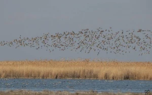 Qızılağac Milli Parkının ərazisində qanunsuz ov edən şəxs SAXLANILDI