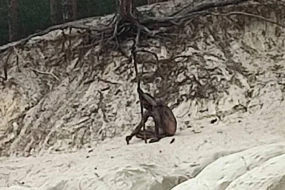 Almaniyanın Harz dağlarında canavar adam göründü