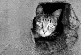 Bakıda pişiklə amansız rəftara görə araşdırma başladı