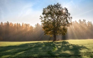 Ölkə ərazisində faktiki hava AÇIQLANDI
