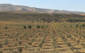 Payız başlayandan 785 mindən artıq ağac əkildi