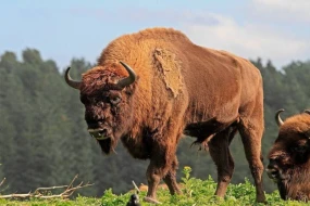 Şahdağ Milli Parkına 10 baş yeni zubr gətirildi