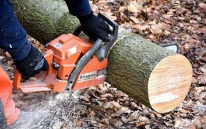 Bakıda ağacların kəsilməsi ilə bağlı şikayət araşdırıldı