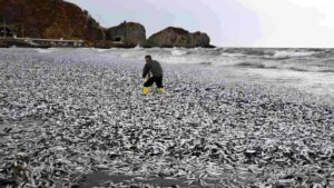 Yaponiyada müəmmalı hadisə: On minlərlə sardina və ton balığı sahilə çıxdı - VİDEO