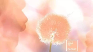 2024-cü ilin rəngi açıqlandı: “Pantone 13-1023 Şaftalı Dumanı”