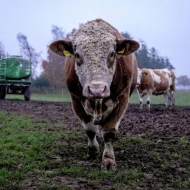 Bu rayonda iribuynuzlu heyvanlar müəmmalı şəkildə tələf oldu