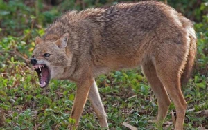 Zaqatalada çaqqal hücumunda 5 nəfər yaralandı - 2-si məktəblidir