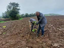 Meşə fondu torpaqlarında 1 milyondan artıq ağac əkildi - FOTOLAR