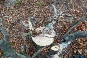 Qanunsuz ağac kəsənlər müəyyən edildi