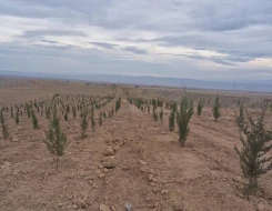 \"Dostluq Meşəsi\"ndə və ətrafdakı yamaclarda bugünədək 63 mindən çox ağac əkilib - FOTOLAR