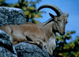 Azad olunmuş ərazilərə bezoar keçiləri buraxılacaq