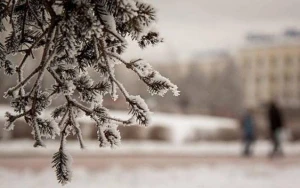 Rayonlarda şaxtalı hava davam edəcək - PROQNOZ