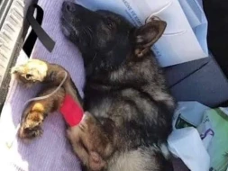 Türkiyədə Meksikadan gələn axtarış iti dağıntılar altında qalaraq ölüb