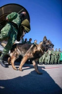 Zəlzələdən sonra Meksikadan gələn \"qəhrəman\" it Türkiyədə öldü - FOTO
