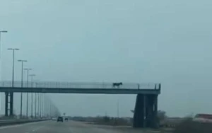 Eşşək piyada keçidini insan kimi keçdi - VİDEO