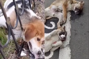 \"Zaqatalada itlərin zəhərləndirilərək öldürülməsi ilə bağlı araşdırmalar aparılır\" - VİDEO